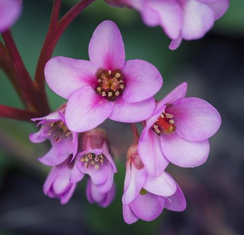 Fiori rosa