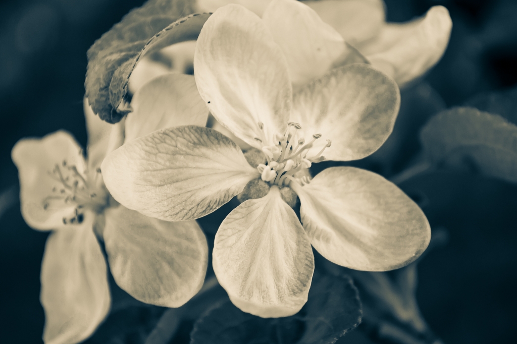MELO IN FIORE