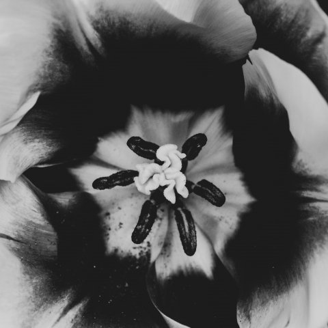 TULIPANO B&W