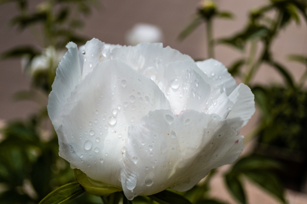 RUGIADA SU FIORE DI PEONIA