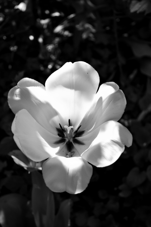 WHITE TULIP