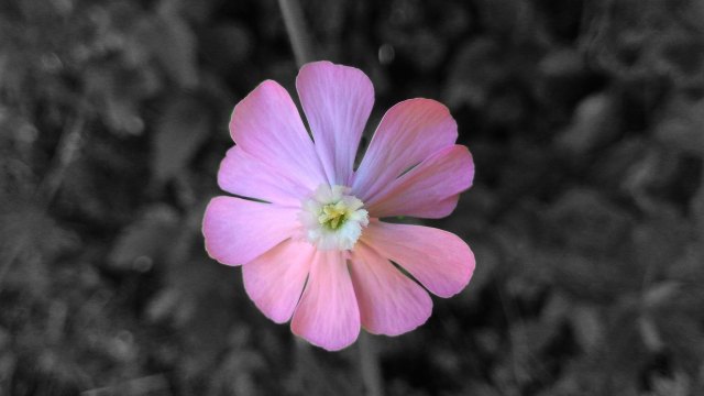 Piccolo fiore rosa -  Small pink flower