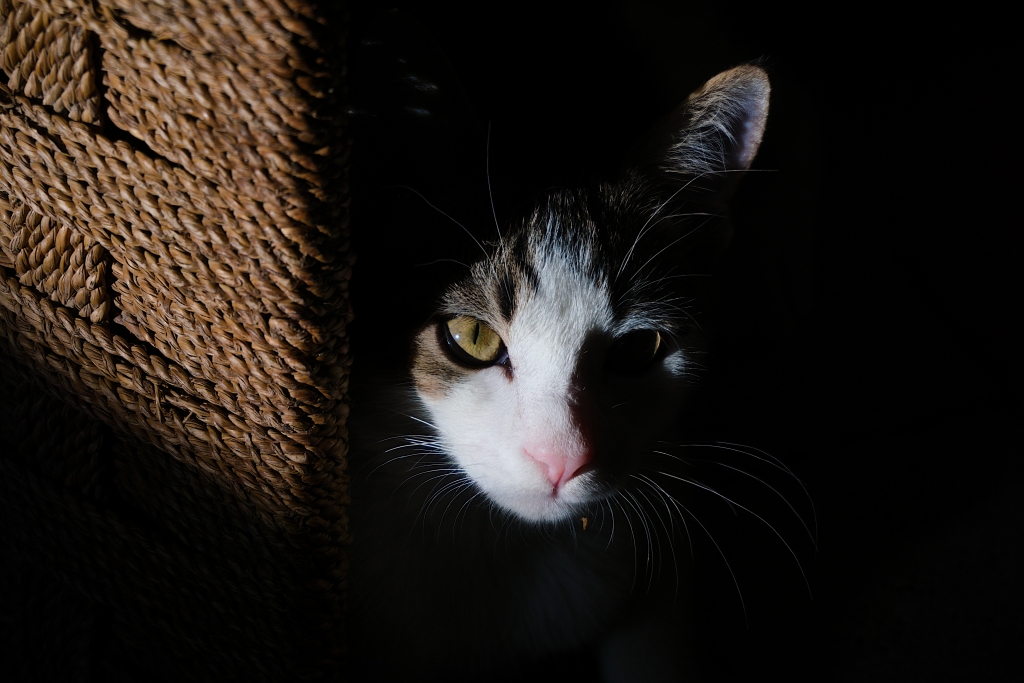Cat eyes on a dark light - il mio gatto Pistacchio