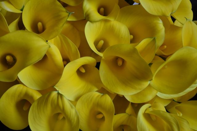 Flower power