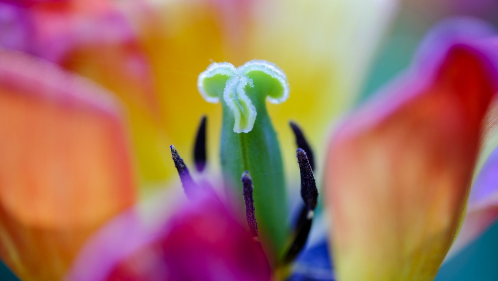 Tulipano e colori