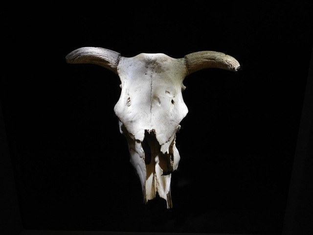 L'arte oscura della natura