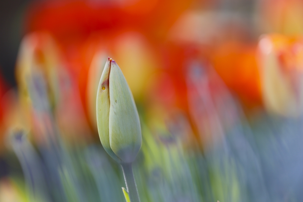Tulipano chiuso con colori