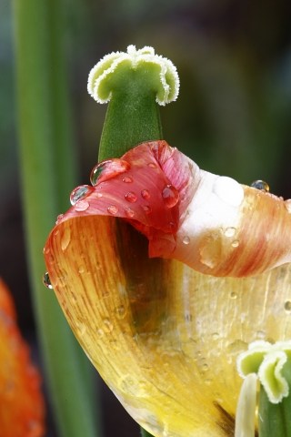 Tulipano con gocce acqua.