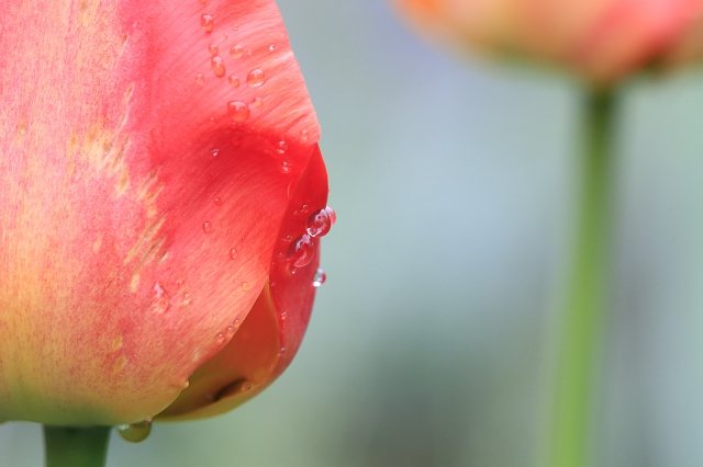 Tulipano a colore con gocce acqua