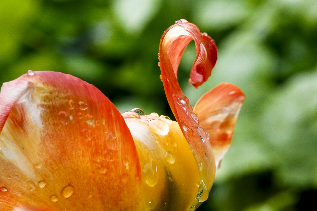 Tulipano con gocce acqua.