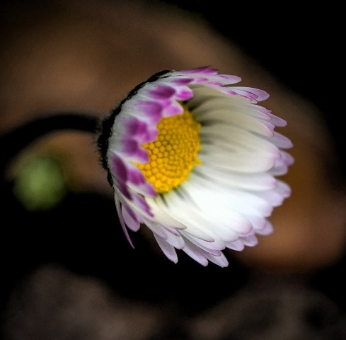 Daisy