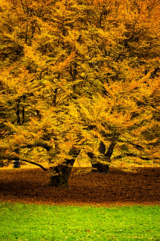 Faggi d'Autunno