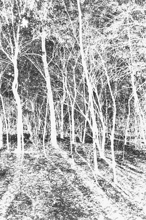 Bosco Bianco #1 _ Digital Art