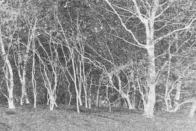 Bosco Bianco #2 _ Digital Art · claudioleprifotografo