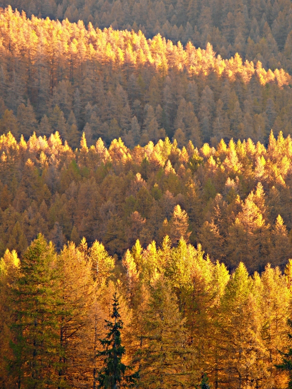 Larici d'autunno