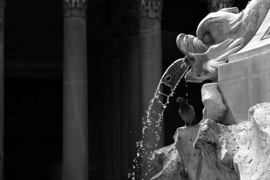 Piccione nel cuore di Roma