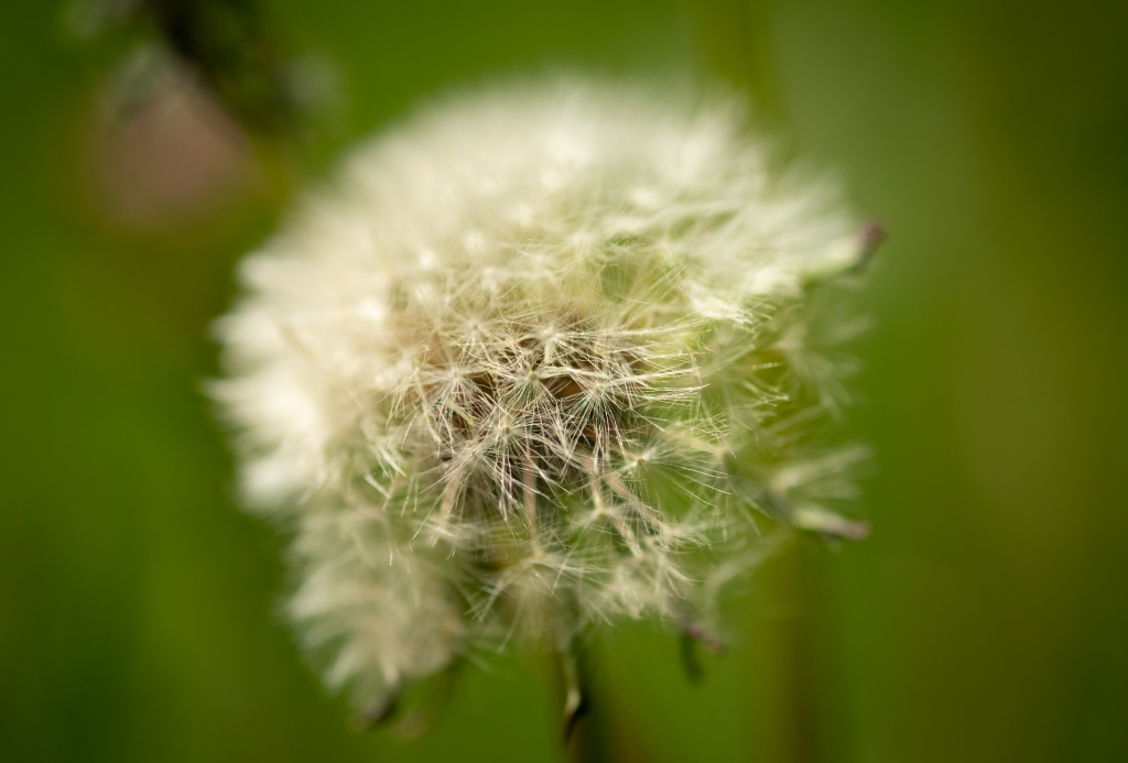 Fiore di un soffione