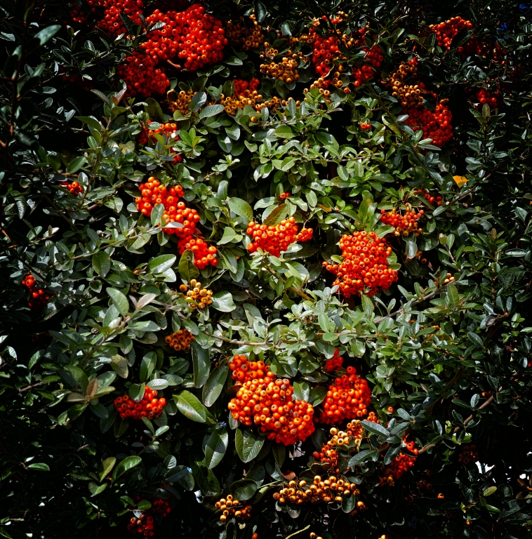 Cotoneaster