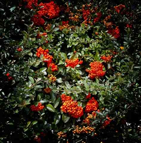 Cotoneaster