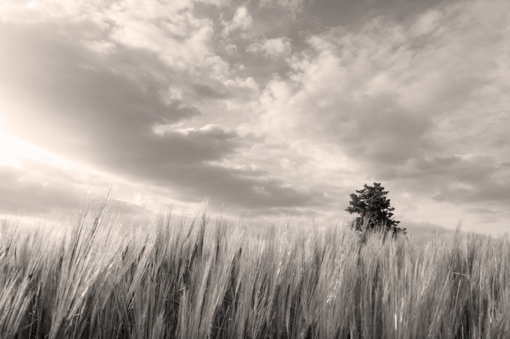 Impressioni Naturali 04