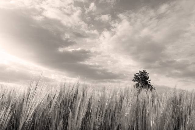 Impressioni Naturali 04