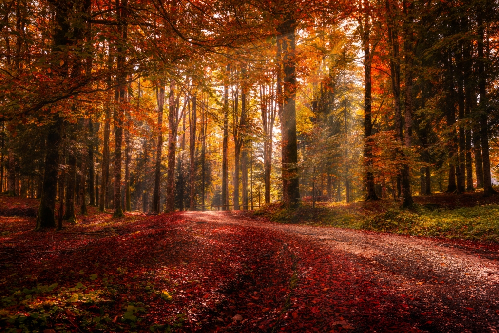 Autunno sul Cansiglio