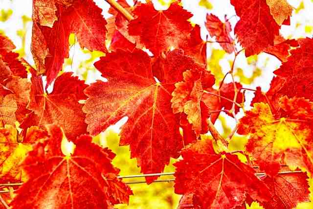 Vite, figlie rosse in autunno.