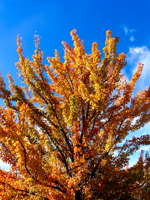 ARANCIONE AUTUNNO VERSO IL CIELO BLU