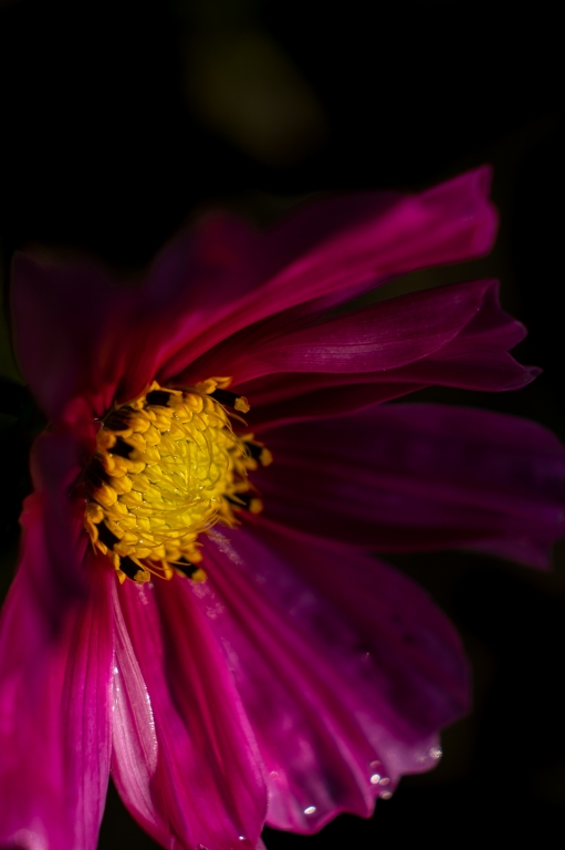 Fiore