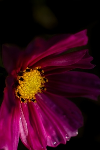 Fiore