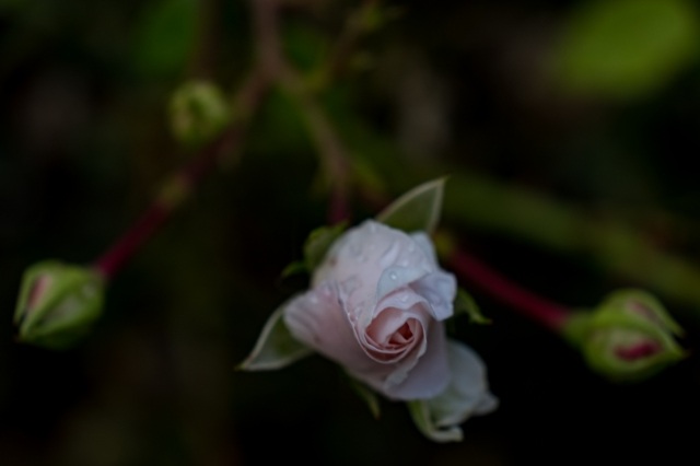 Rosa