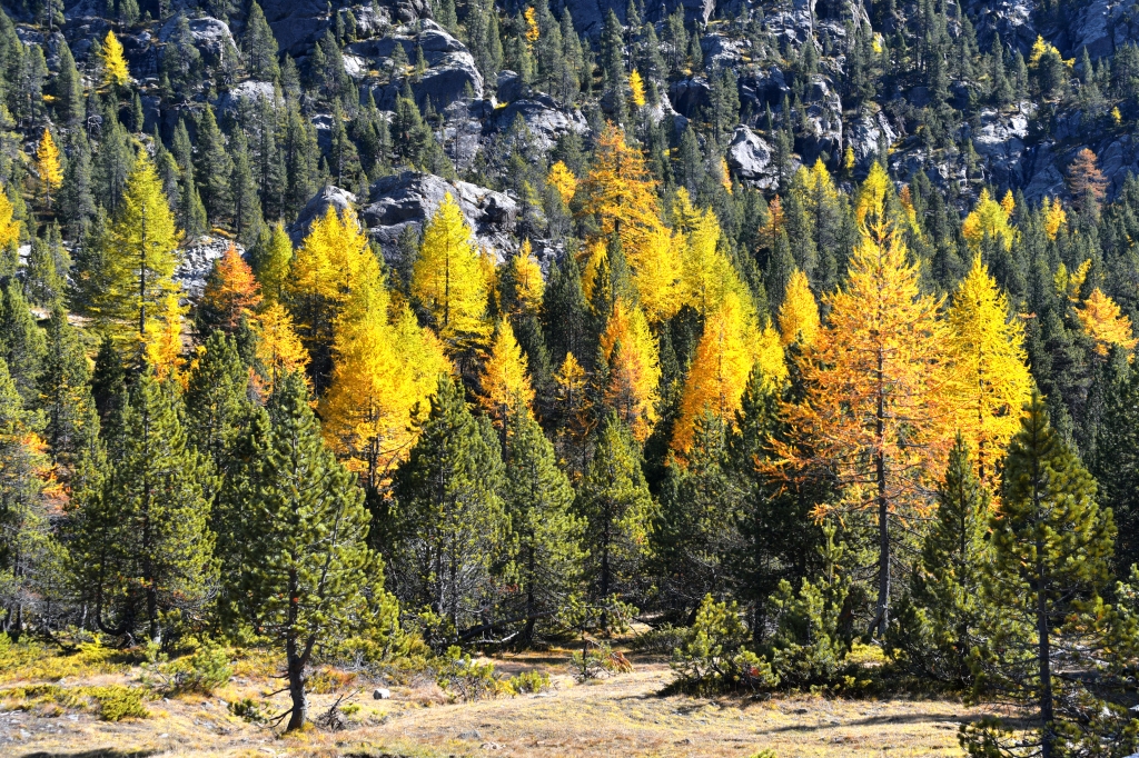 Alberi colorati