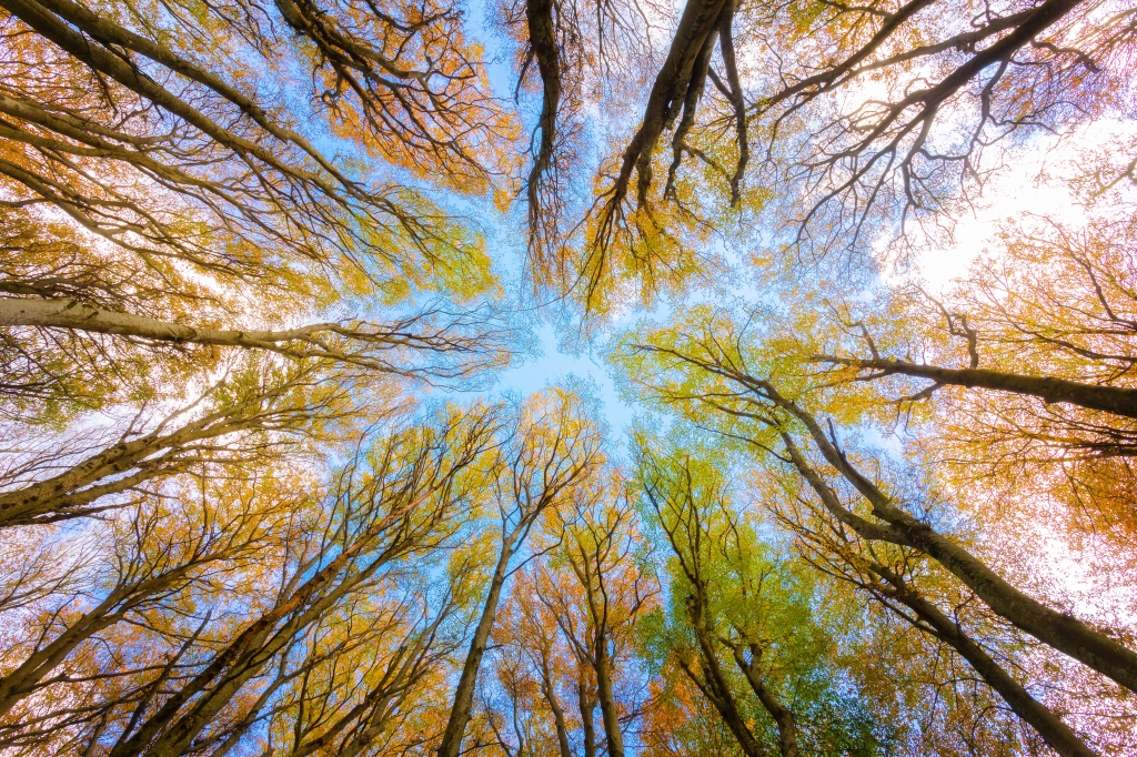 Beech trees in autumn