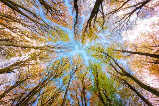 Beech trees in autumn