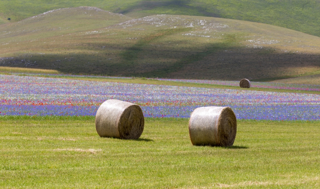 La campagna di Castelluccio di Norcia