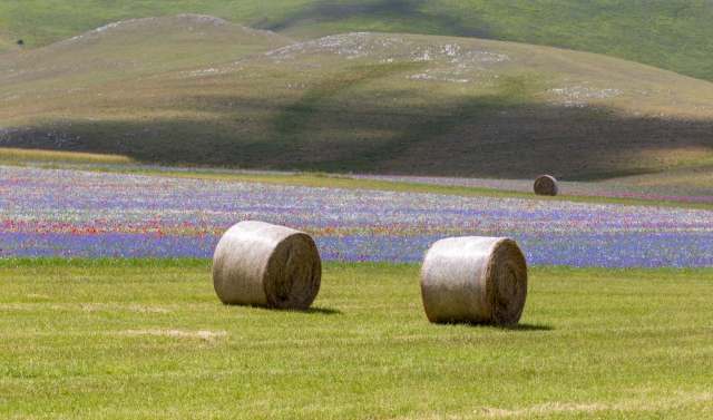 La campagna di Castelluccio di Norcia