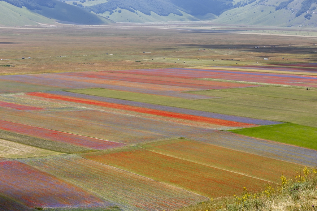 I campi colorati di Castelluccio