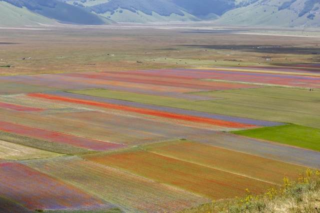 I campi colorati di Castelluccio