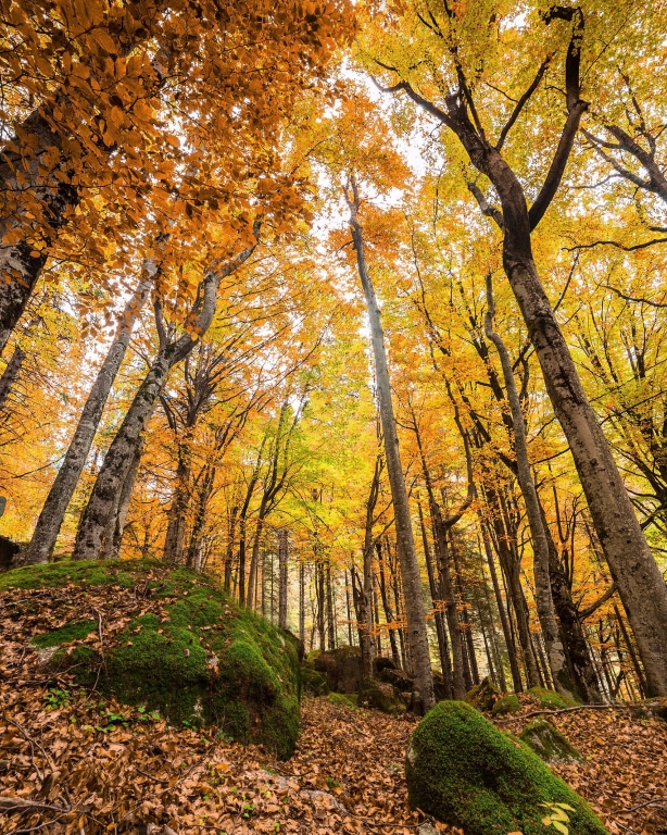 La foresta incantata