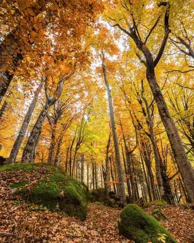La foresta incantata