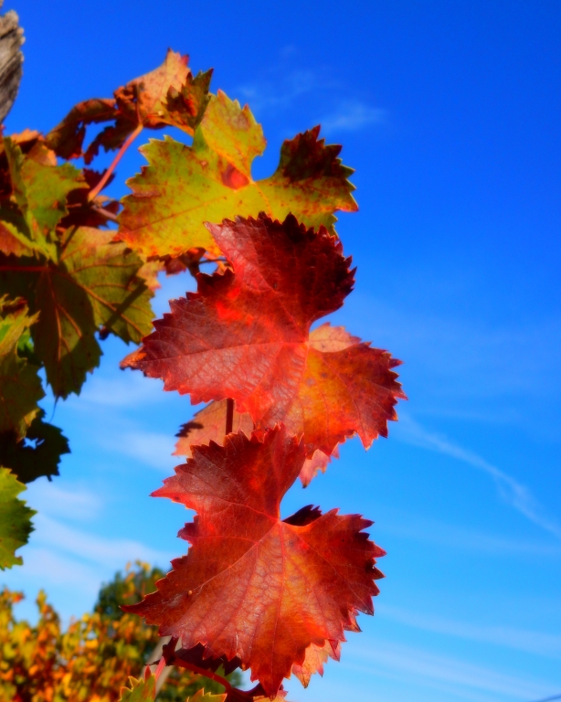 Meravigliosi colori d autunno in Piemonte