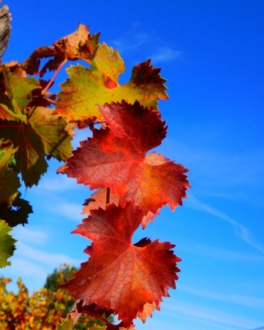 Meravigliosi colori d autunno in Piemonte
