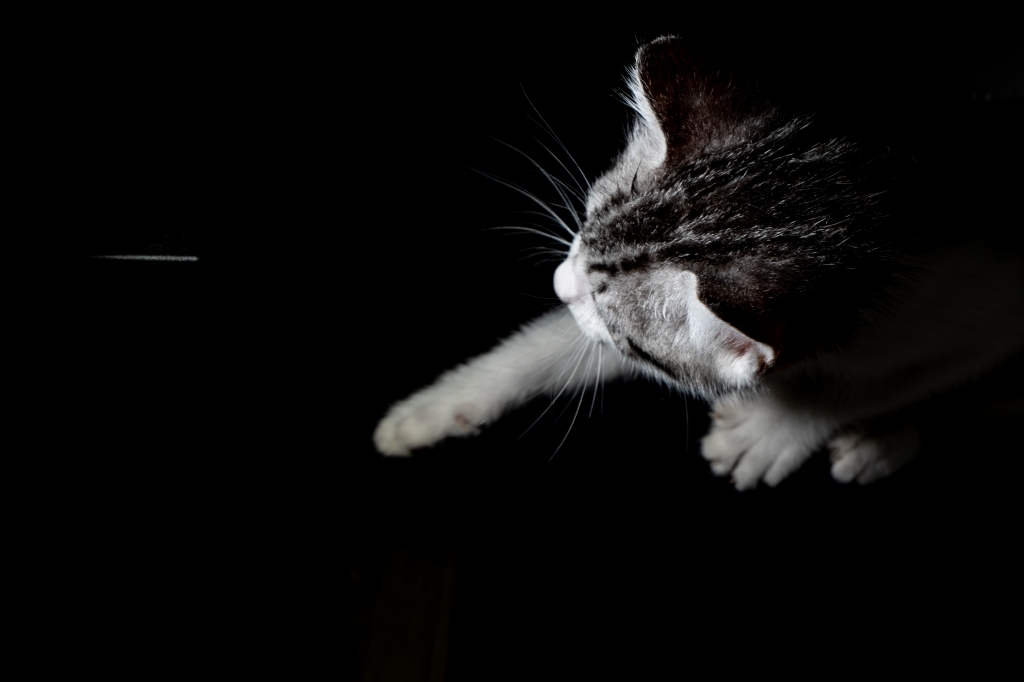 Gatto