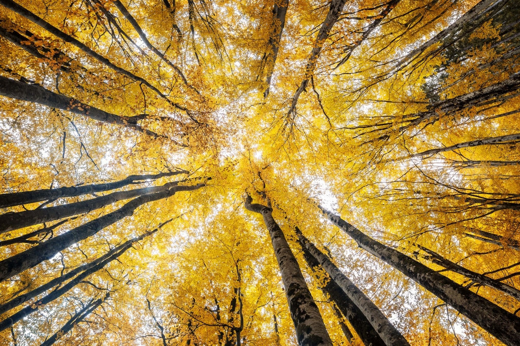 The yellow forest
