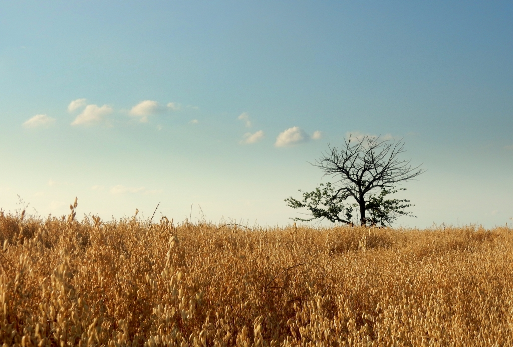 visioni di campagna
