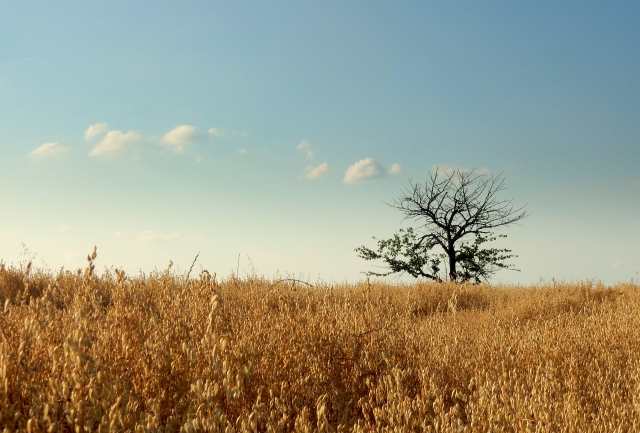 visioni di campagna