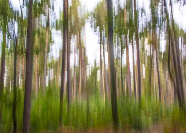 Impressions in the pine forest