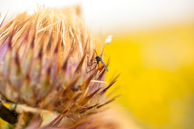 Insetto sul fiore di una erbacea selvatica · bepslabor