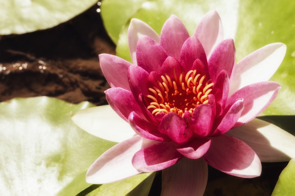Fiore di loto