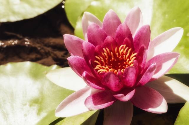 Fiore di loto